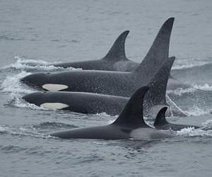 Killer whale genetics: Redefining stock structure in a marine top predator