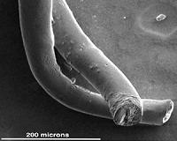 Carbon nanotube fibers make superior links to brain