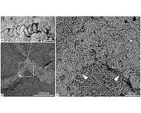 Siberian paleontologists discovered the oldest macro-skeleton remains