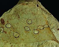 Fossil Record Suggests Insect Assaults On Foliage May Increase With Warming Globe