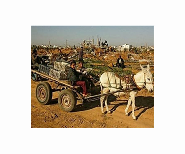 Donkey milk soap soaking up fans in Jordan