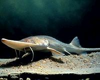 Bringing Danube's 'living fossils' back from brink of extinction