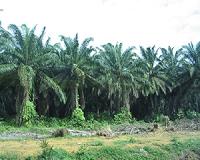 Methane leaks from palm oil wastewater are a climate concern