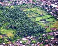 Land prep for palm oil plantations does the most environmental damage