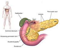 Using unused human pancreata to build new organs