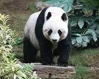 Xi extends 'panda diplomacy' to Finland