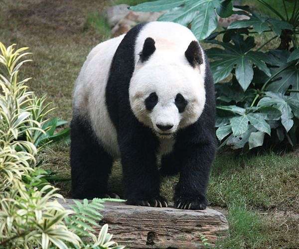 Danish Zoo hopes to ignite panda romance