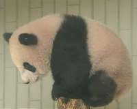 In Japan-China ties, ibis outreach but no panda diplomacy