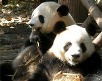 Vienna zoo hails rare birth of tiny giant panda twins