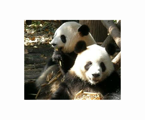 Third giant panda cub born in Malaysia