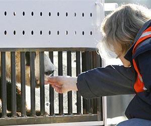 Star US pandas head for China as goodwill ambassadors