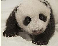 Pandas facing enforced diet in China's quake zone