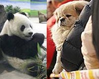 Panda genome resembles dog: Chinese media