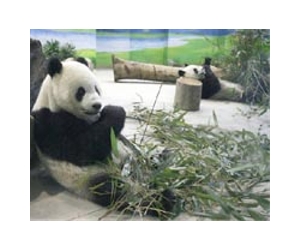 Panda habitat subject of U.S.-China study