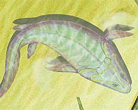 Primordial Fish Had Rudimentary Fingers