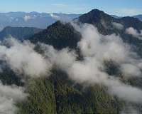 PNG expedition discovers largest trees at extreme altitudes