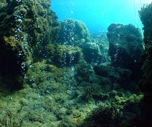 World biology team returns with haul of Papuan species
