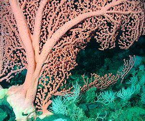 Genetic Patterns of Deep-Sea Coral Provide Insights into Evolution of Marine Life
