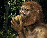 Ancient Nutcracker Man Challenges Ideas On Evolution Of Human Diet