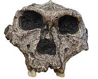 How Our Ancestors Were Like Gorillas