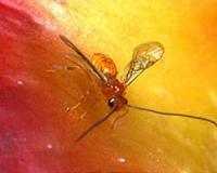 Speedy evolution affects more than one species