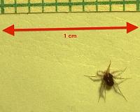 Species of mite apparently the fastest creature in the world