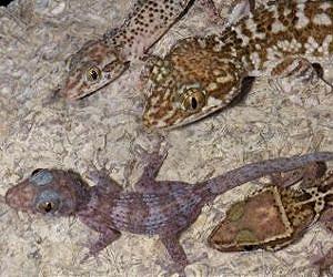 Research suggests Madagascar no longer an evolutionary hotspot