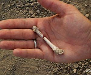 Discovery of foot fossil confirms two human ancestor species co-existed