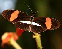 Evolution painted onto butterfly wings