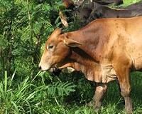 The advent of 'green' cattle