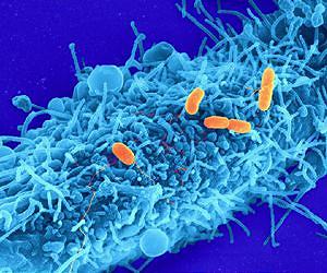 Small changes in ag practices could reduce produce-borne illness