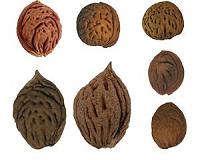 It's the Pits: Ancient peach stones offer clues to fruit's origins