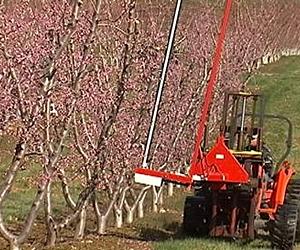 Saving Water without Hurting Peach Production
