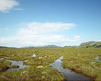 Peatland carbon sinks at risk