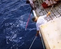 Bigeye Tuna Study in Northwest Atlantic Uses New Tracking Methods