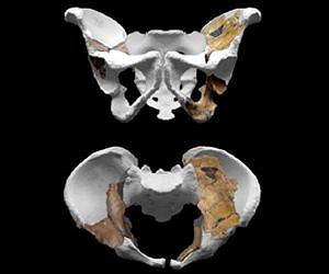 Australopithecus sediba paved the way for Homo species