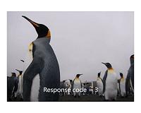 King penguins keep an ear out for predators