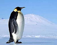 Human Influences Challenge Penguin Populations