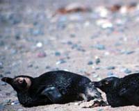 Penguins Setting Off Sirens Over Health Of World's Oceans