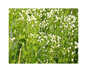 Alion To Analyze Promising Biofuel Energy Crop