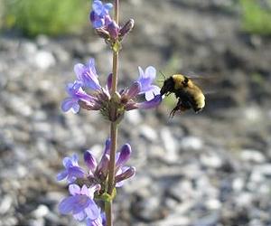 How bumblebees find efficient routes without a GPS