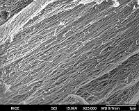 FEFU scientists reported on toxicity of carbon and silicon nanotubes and carbon nanofibers