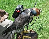Pakistan fines Qatari royal for hunting with falcons without permit