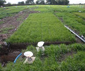New grass hybrid could help reduce the likelihood of flooding