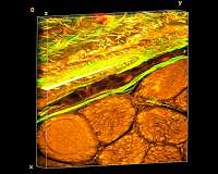 Researchers use nature's weaving formula to engineer advanced functional materials
