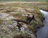 When permafrost melts, what happens to all that stored carbon