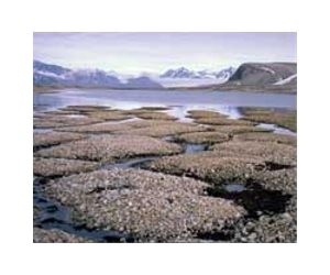 Preparing for a thaw: How Arctic microbes respond to a warming world