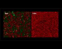 Light can improve perovskite solar cell performance