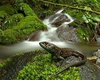 Protected areas offer glimmers of hope for wildlife