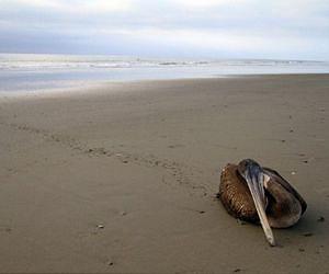 Alarm as Peru pelican and dolphin deaths rise